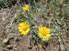 Erigeron chrysopsidis