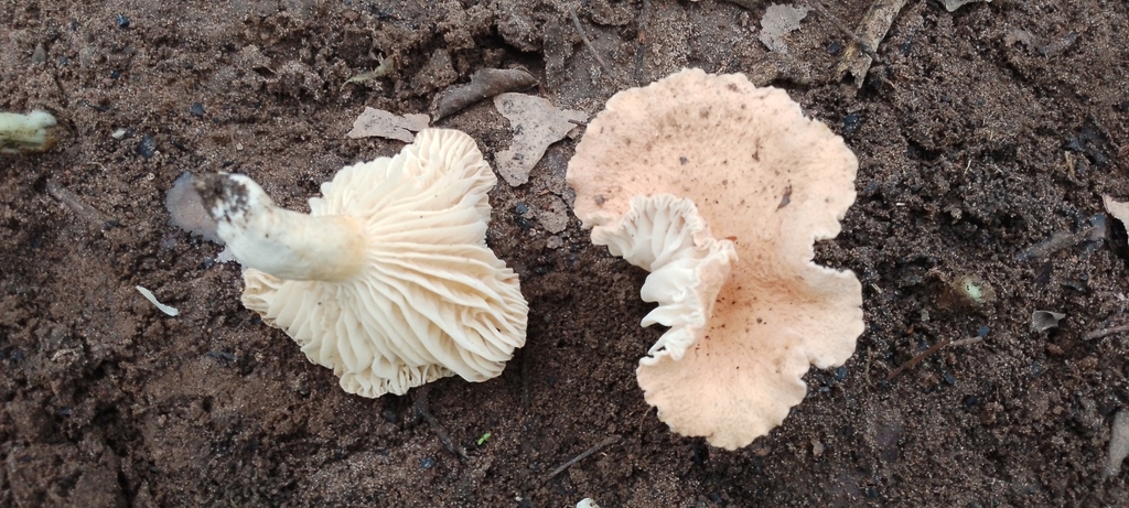 Lactifluus gymnocarpoides