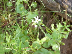Lithophragma heterophyllum