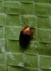 Triplax rufipes