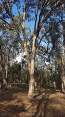 Eucalyptus blakelyi