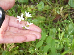 Lithophragma heterophyllum