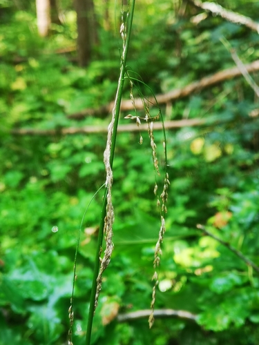 Glyceria lithuanica iNat (3)
