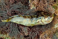 Paraclinus integripinnis