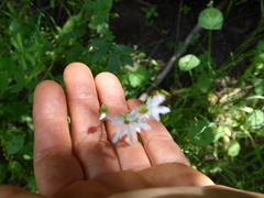 Lithophragma heterophyllum