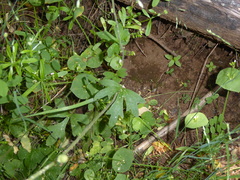 Lithophragma heterophyllum