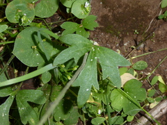 Lithophragma heterophyllum