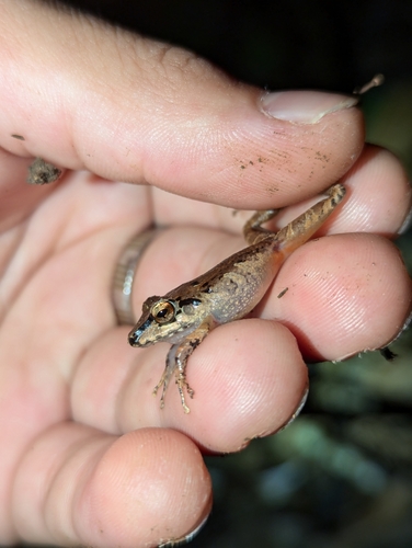 Metallic Robber Frog, Pristimantis lanthanites