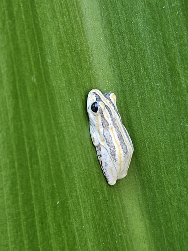Painted Reed Frog