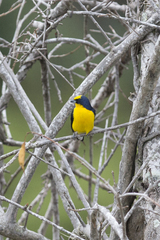 Euphonia laniirostris