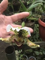 Paphiopedilum