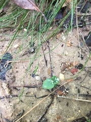 Carex leptalea harperi