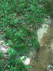 Carex leptalea harperi