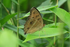 Junonia almana javana