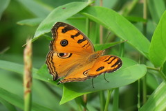 Junonia almana javana