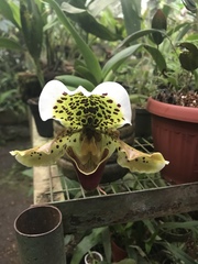 Paphiopedilum