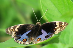 Junonia orithya wallacei