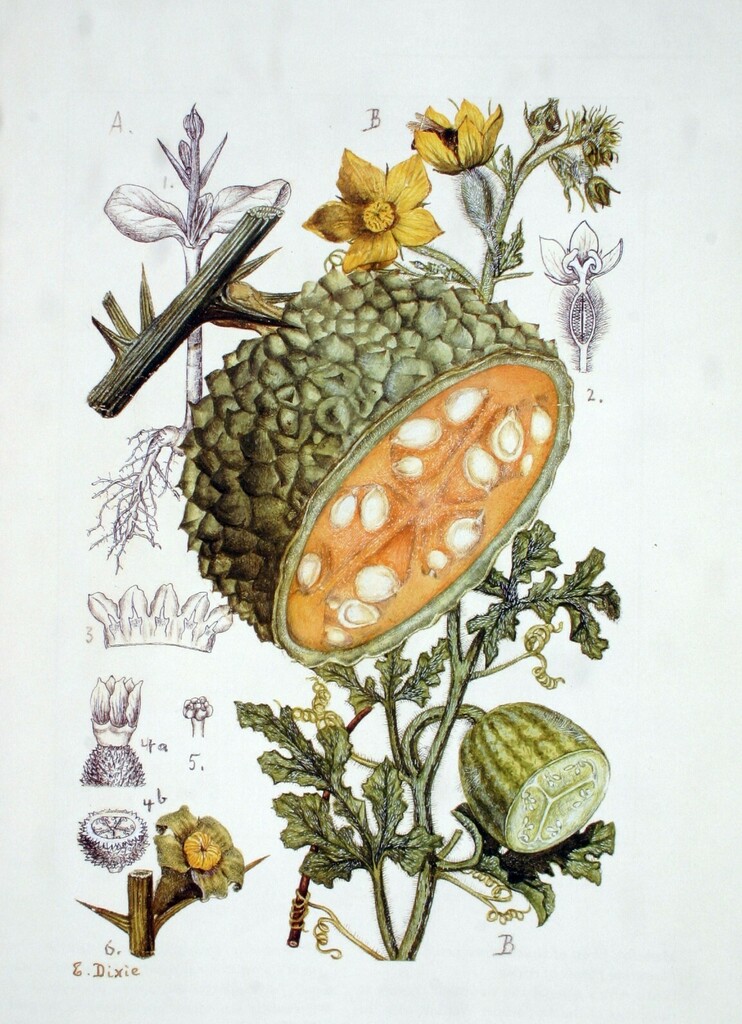 thorn gourds
