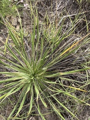 Yucca campestris