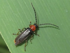 Silis ruficollis