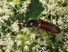 Hemicrepidius niger
