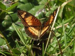 Junonia sophia