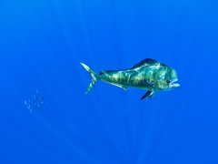 Mahi Mahi photo 3