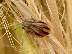 Homaemus parvulus