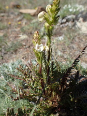 Pedicularis contorta