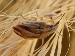 Homaemus parvulus