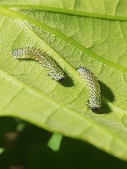 Periclista albida