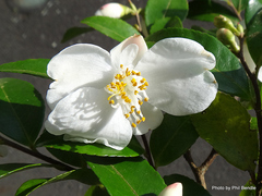 Camellia lutchuensis