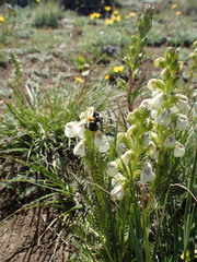 Pedicularis contorta