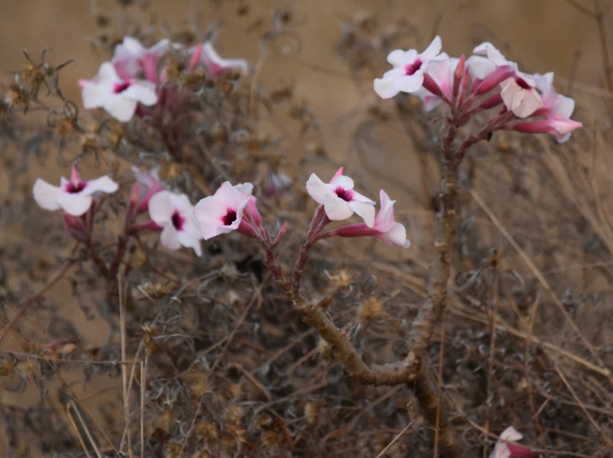 Imagem de Rosa do deserto
