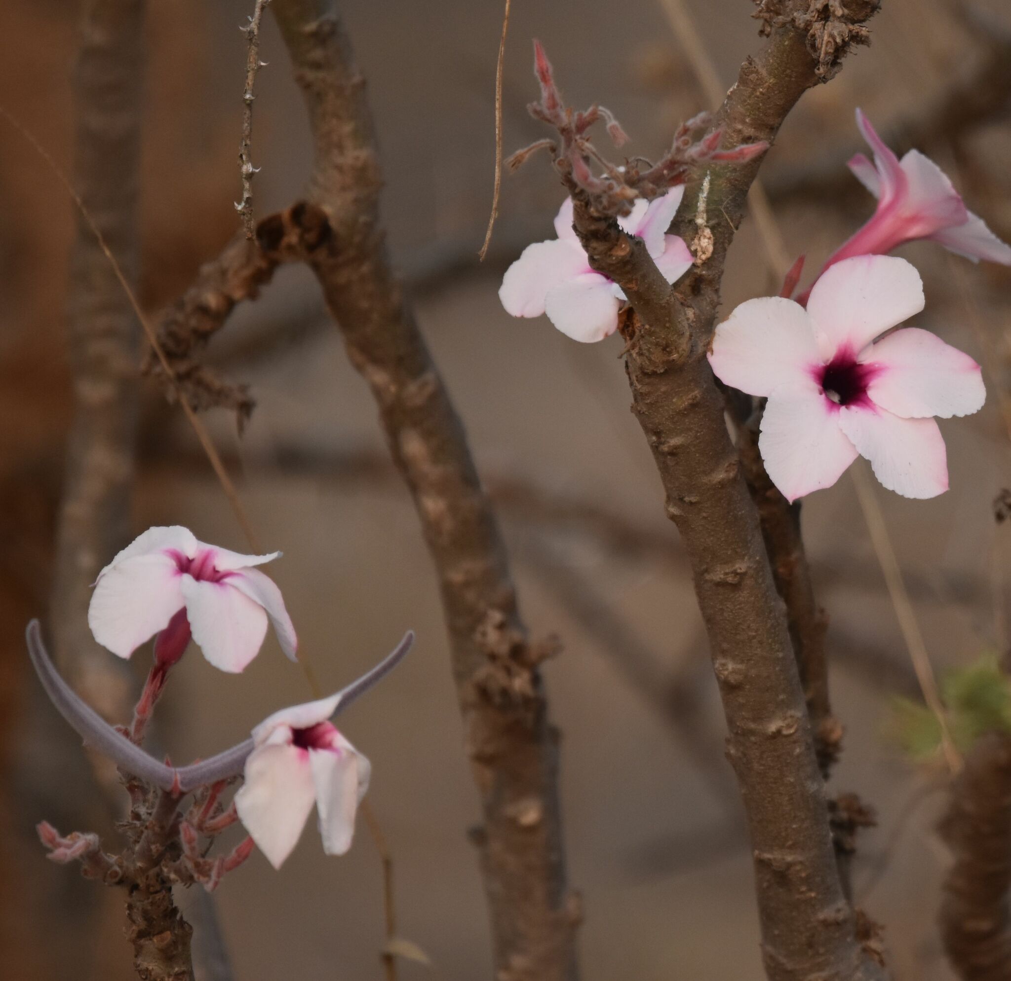 Imagem de Rosa do deserto