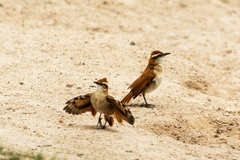 Band-Tailed Hornero photo 5
