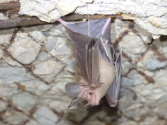 Macrotus waterhousii