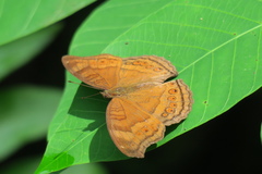 Junonia hedonia ida