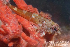Bovichtus angustifrons