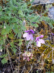 Erodium glandulosum