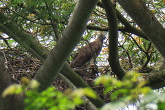 Haliaeetus ichthyaetus