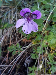 Erodium glandulosum