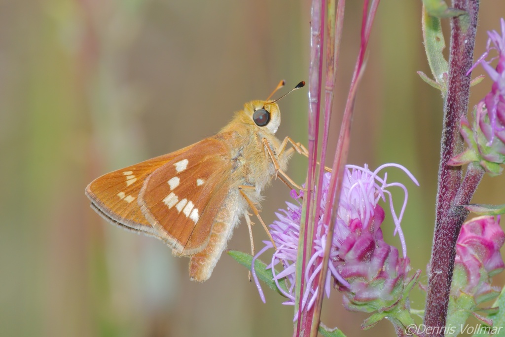 Leonard's Skipper