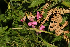 Lathyrus