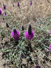 Dalea ornata