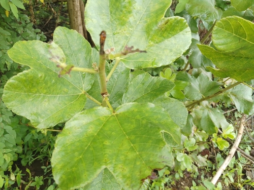 Gbehutu