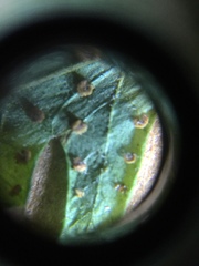 Christella hispidula