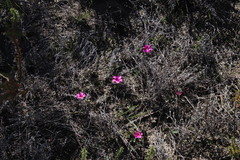 Oxalis eckloniana-nidulans