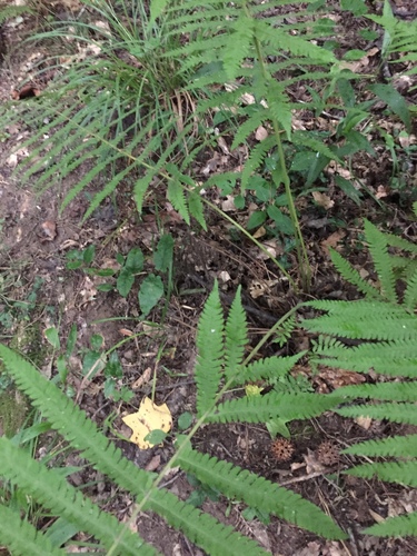 Roughhairy maiden fern (Christella hispidula)