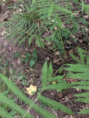 Christella hispidula